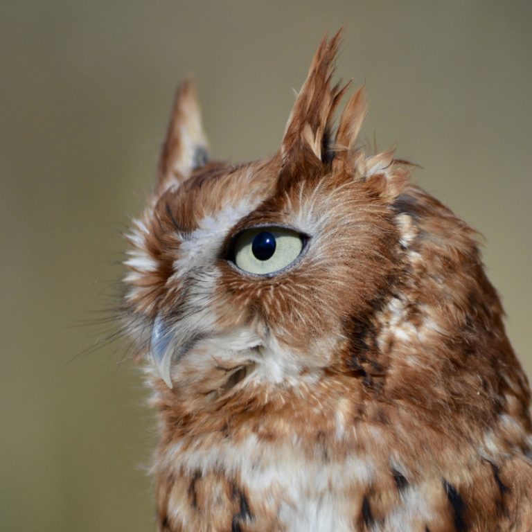 Mississippi Wildlife Rehabilitation, Inc